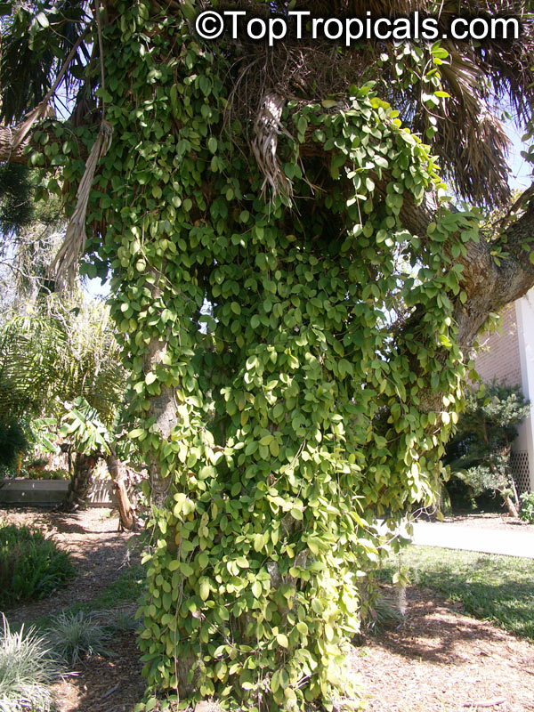 Hoya carnosa, Wax Plant