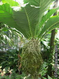 Anthurium plowmanii, Anthurium Plowmanii Ruffles

Click to see full-size image