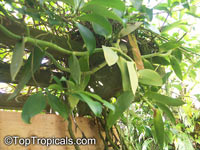 Vanilla pompona, West Indian Vanilla

Click to see full-size image