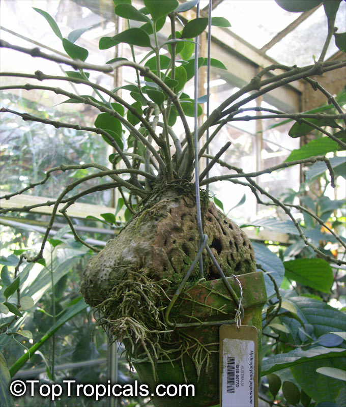 Hydnophytum sp., Ant Plant