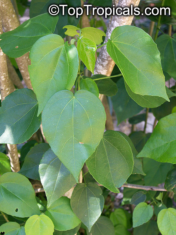 Pavonia bahamensis, Bahama Marsh-Bush , Bahama Swamp-Bush, Bahama Hummingbird Bush