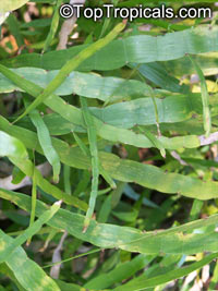 Muehlenbeckia platyclada, Homalocladium platycladum, Centipede Plant, Tapeworm Plant, Ribbonbush

Click to see full-size image