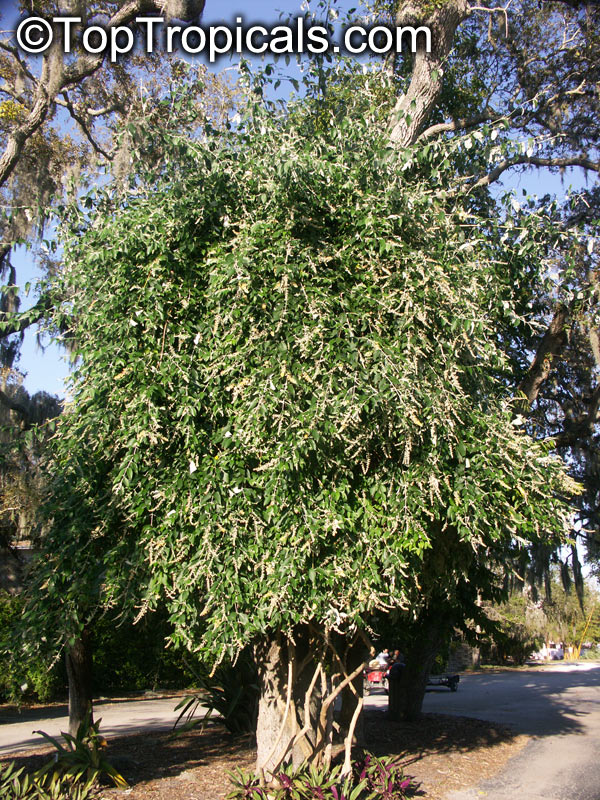 Buddleja madagascariensis, Buddleja nicodemia, Nicodemia madagascariensis, Smoke bush, Yellow Butterfly bush