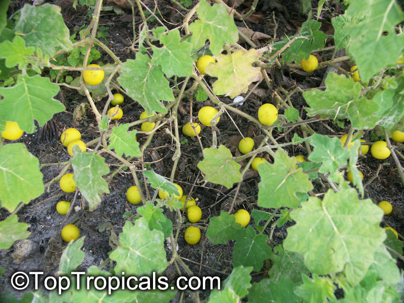 Solanum viarum, Tropical Soda Apple