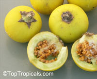 Solanum viarum, Tropical Soda Apple

Click to see full-size image