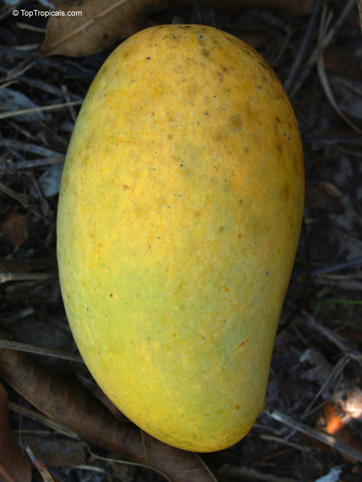 Mangifera indica, Carabao Mango, Philippine Mango, Manila Mango Mangifera indica, Carabao Mango, Philippine Mango, Manila Mango