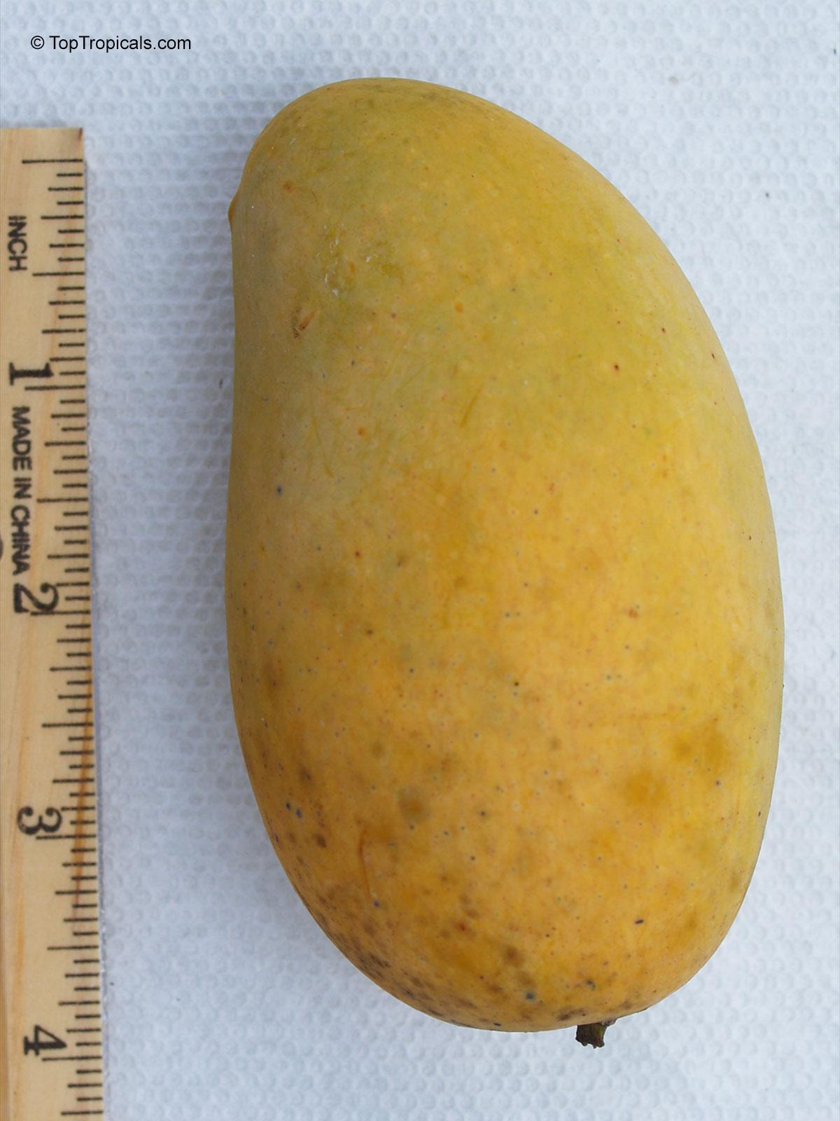 Mangifera indica, Carabao Mango, Philippine Mango, Manila Mango Mangifera indica, Carabao Mango, Philippine Mango, Manila Mango