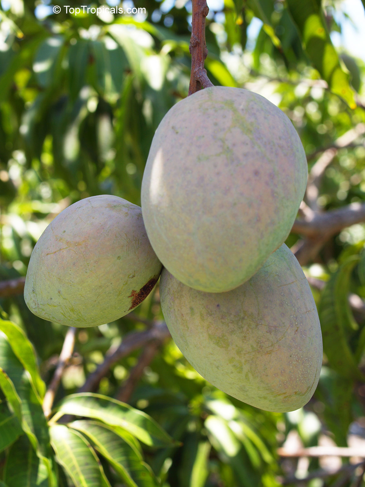 Mangifera indica, Glenn Mango Mangifera indica, Glenn Mango