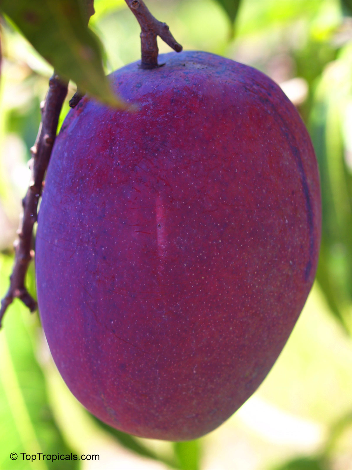 Mangifera indica, Irwin Mango Mangifera indica, Irwin Mango
