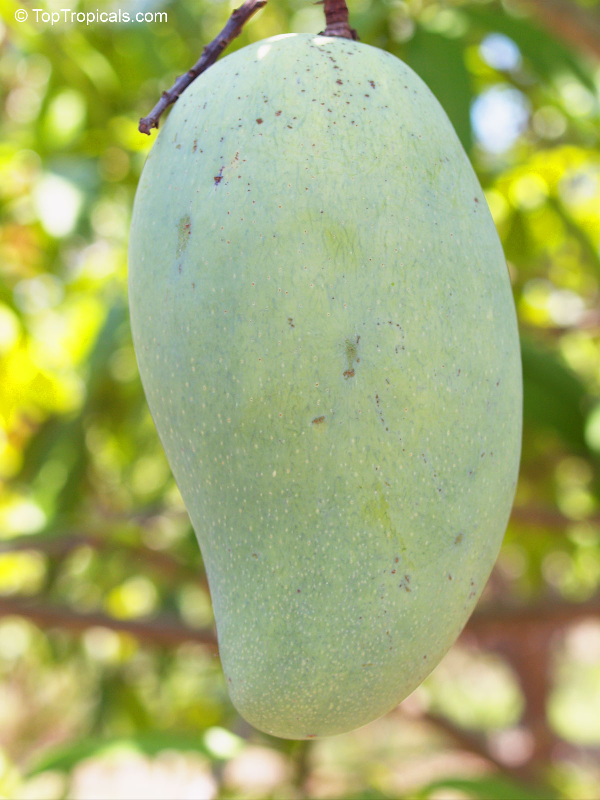 Mangifera indica, Keo Sevoy Mango Mangifera indica, Keo Sevoy Mango