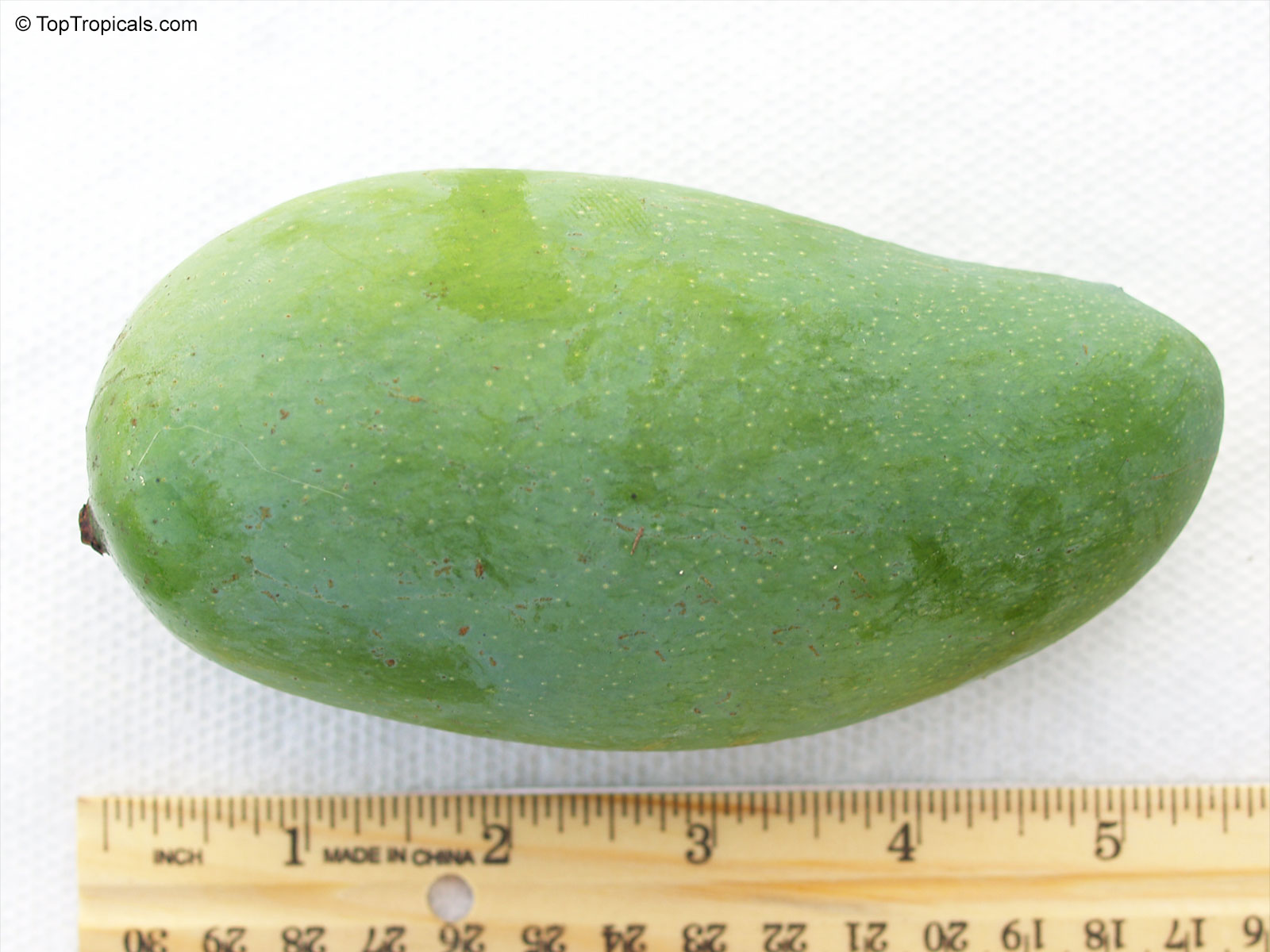 Mangifera indica, Keo Sevoy Mango Mangifera indica, Keo Sevoy Mango