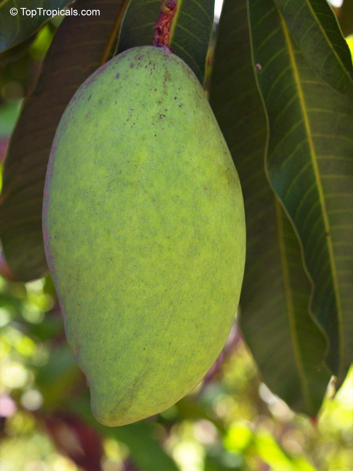 Mangifera indica, Lemon Saigon Mango Mangifera indica, Lemon Saigon Mango