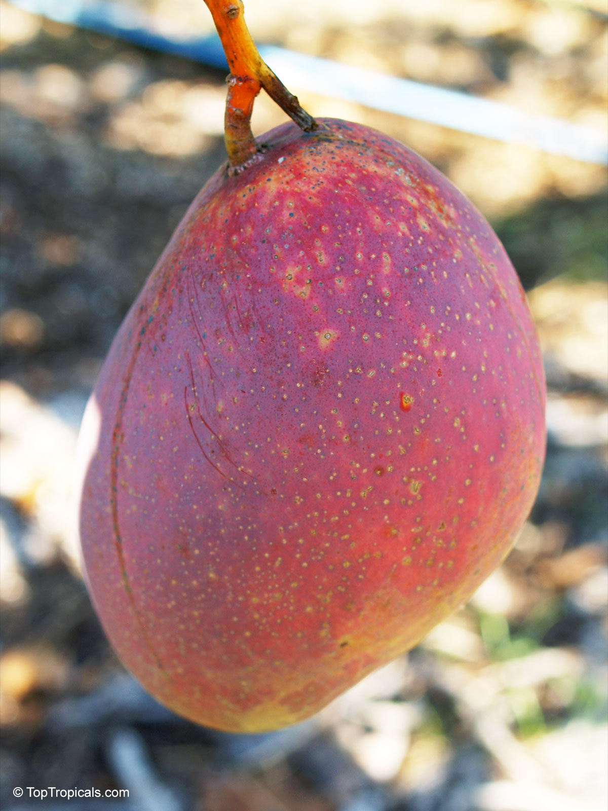 Mangifera indica, Palmer Mango Mangifera indica, Palmer Mango