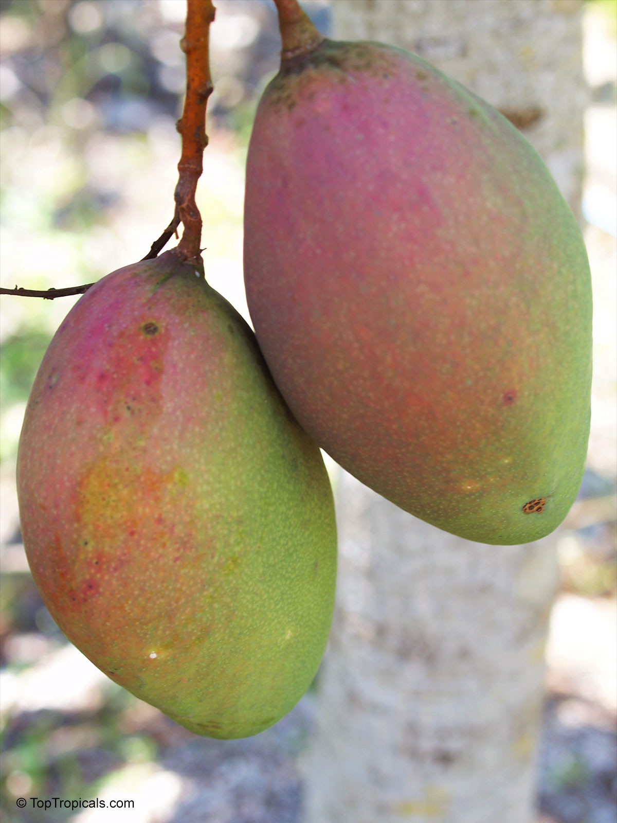Mangifera indica, Palmer Mango Mangifera indica, Palmer Mango