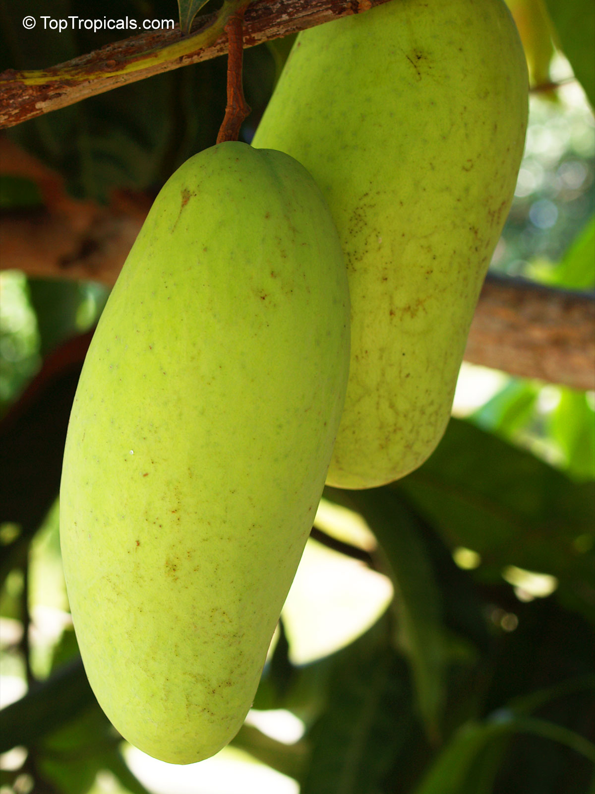 Mangifera indica, Tong Pi Kahn Mango Mangifera indica, Tong Pi Kahn Mango