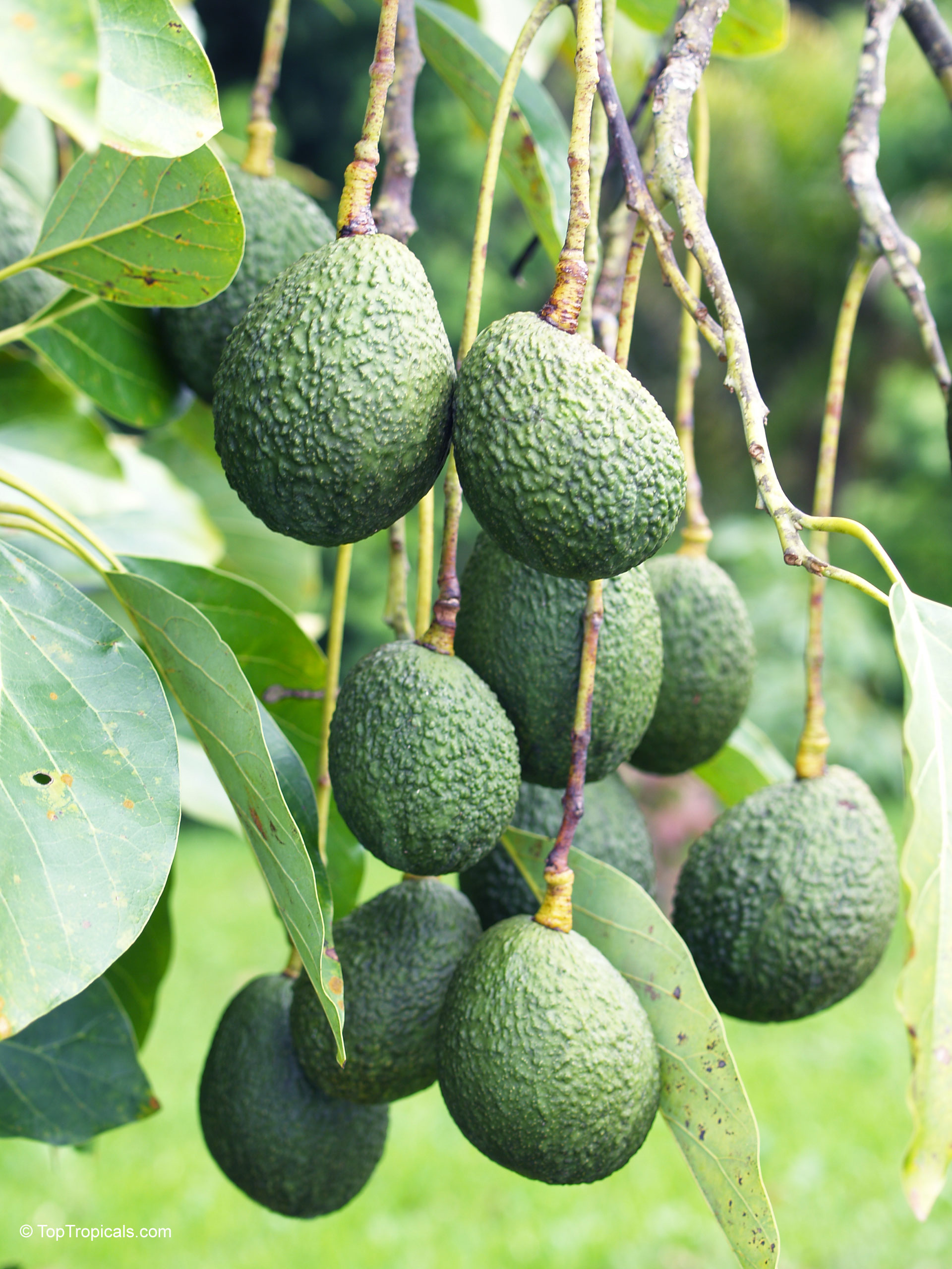 Photograph of Persea americana (Cold Hardy Avocado) Photograph of Persea americana (Cold Hardy Avocado)