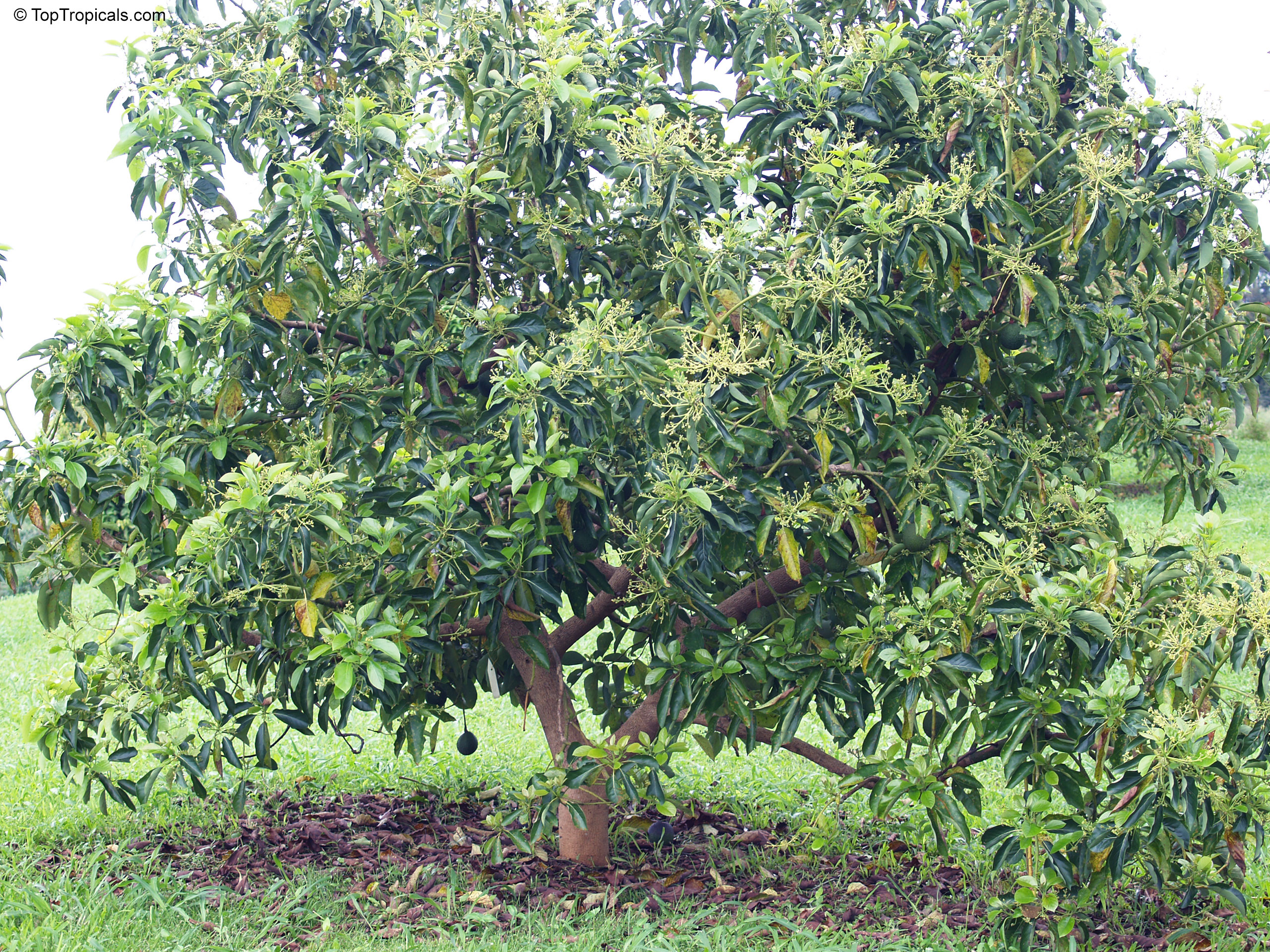 Persea americana (Cold Hardy Avocado) tree with lush green foliage and yellow flower clusters throughout. Persea americana (Cold Hardy Avocado) tree with green leaves and light yellow small flower clusters.