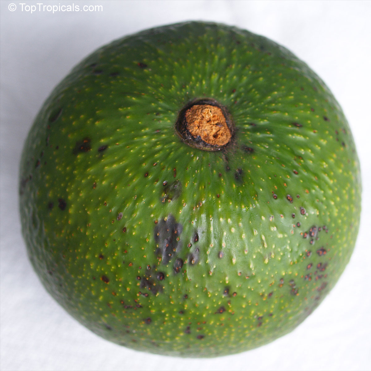 Photograph of Persea americana (Avocado) Photograph of Persea americana (Avocado)