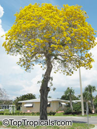 Tabebuia caraiba, Tabebuia argentea, Silver Trumpet Tree

Click to see full-size image