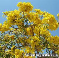Tabebuia caraiba, Tabebuia argentea, Silver Trumpet Tree

Click to see full-size image