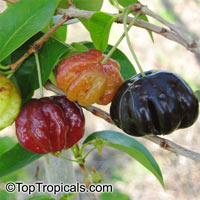 Eugenia uniflora, Eugenia michelii, Surinam Cherry, Pitanga, Brazilian Cherry

Click to see full-size image