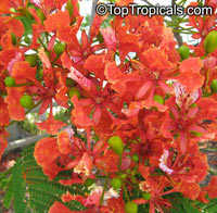 Delonix regia, Poinciana regia, Flame tree, Flamboyant, Royal poinciana, Gul Mohr, Peacock Flower

Click to see full-size image