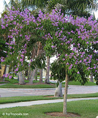 Lagerstroemia speciosa, Lagerstroemia flos reginae, Queens Crape Myrtle, Queens flower, Pride of India, Banaba.