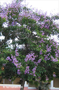Lagerstroemia speciosa, Lagerstroemia flos reginae, Queens Crape Myrtle, Queens flower, Pride of India, Banaba.