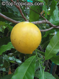 Pouteria caimito, Abiu, Abu, Caimito