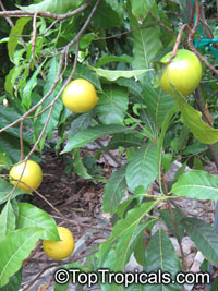 Pouteria caimito, Abiu, Abu, Caimito