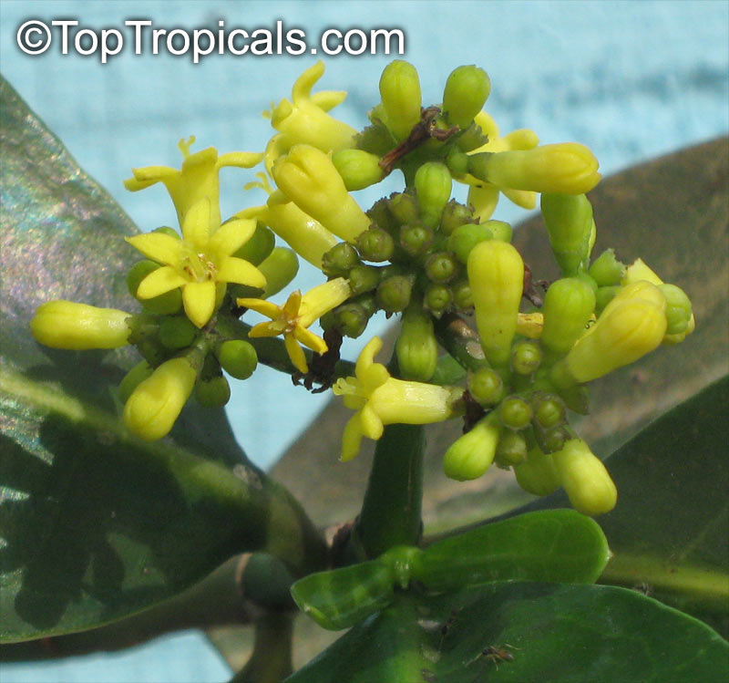 Psychotria capensis, Black Bird-Berry, Bird-Berry, Bastard Lemonwood, Lemon Bush