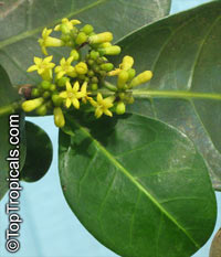 Psychotria capensis, Black Bird-Berry, Bird-Berry, Bastard Lemonwood, Lemon Bush

Click to see full-size image