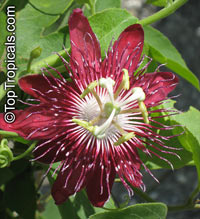 Passiflora &apos;Lady Margaret&apos;, Passiflora &apos;Lady Margaret&apos;