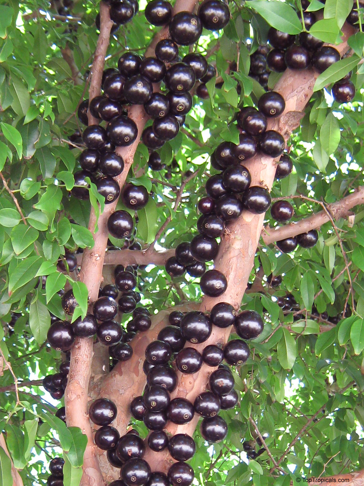 Myrciaria cauliflora, Plinia cauliflora, Eugenia cauliflora, Jaboticaba, Duhat Myrciaria cauliflora, Plinia cauliflora, Eugenia cauliflora, Jaboticaba, Duhat