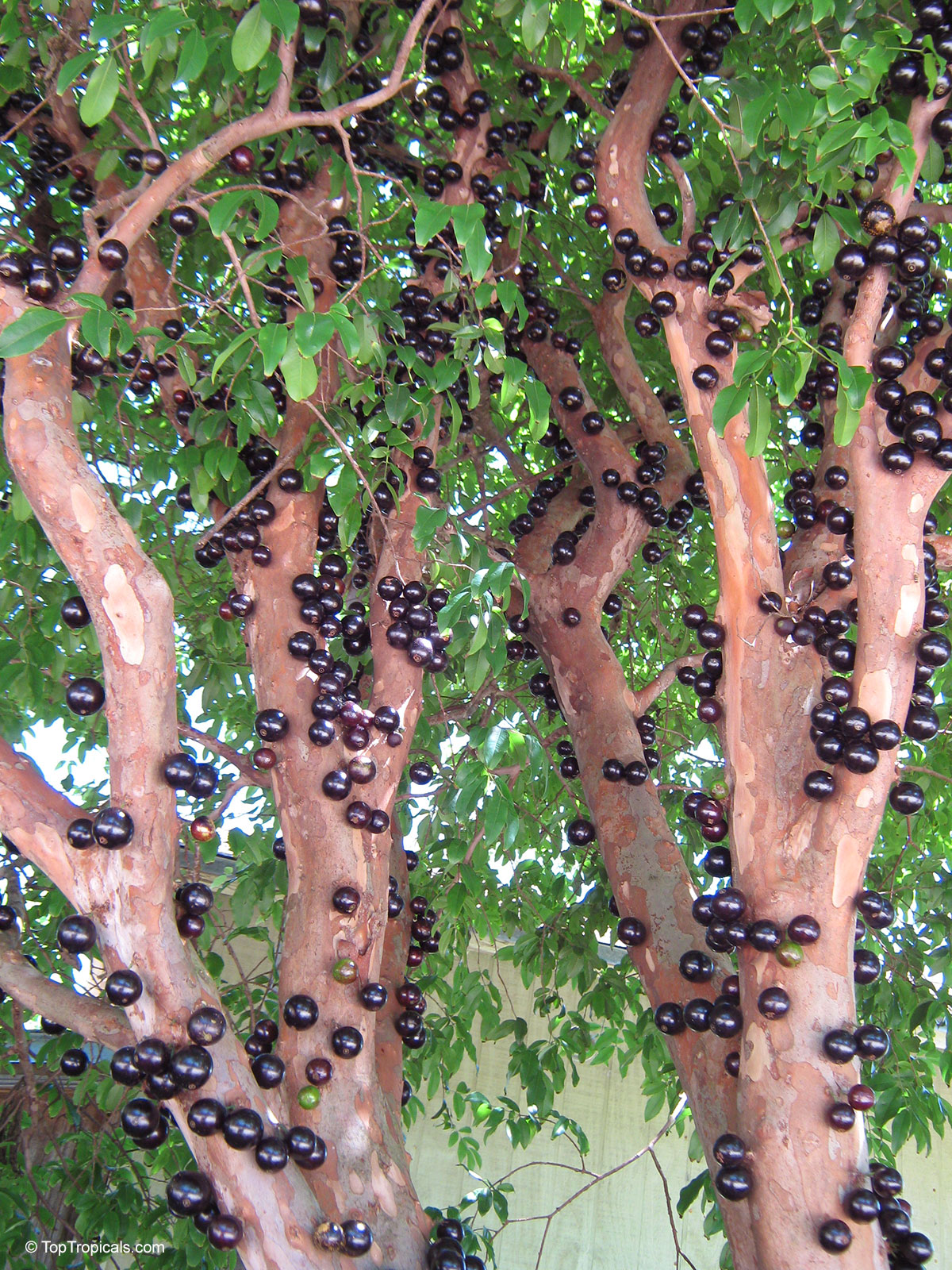 Myrciaria cauliflora, Plinia cauliflora, Eugenia cauliflora, Jaboticaba, Duhat Myrciaria cauliflora, Plinia cauliflora, Eugenia cauliflora, Jaboticaba, Duhat