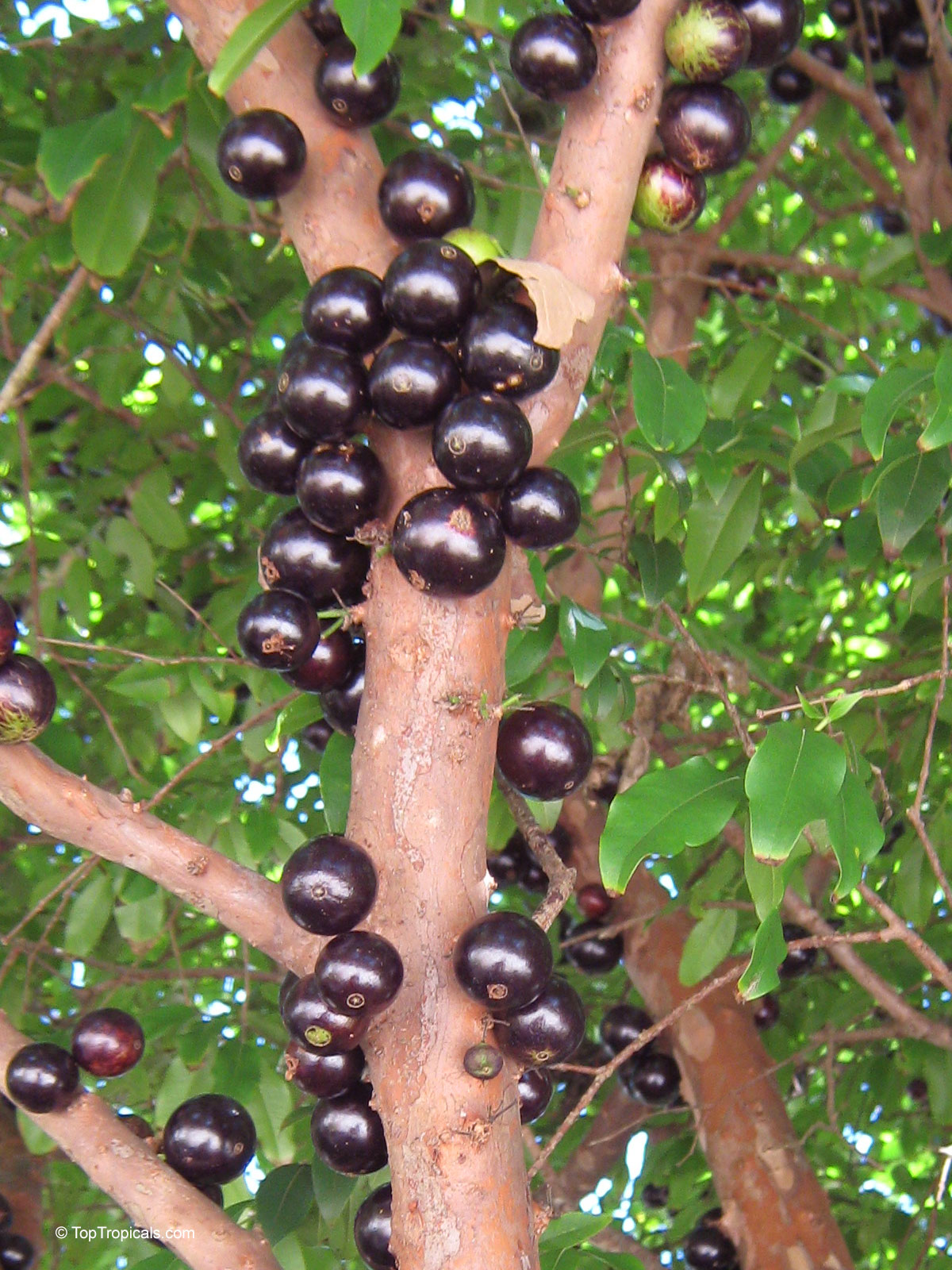 Myrciaria cauliflora, Plinia cauliflora, Eugenia cauliflora, Jaboticaba, Duhat Myrciaria cauliflora, Plinia cauliflora, Eugenia cauliflora, Jaboticaba, Duhat