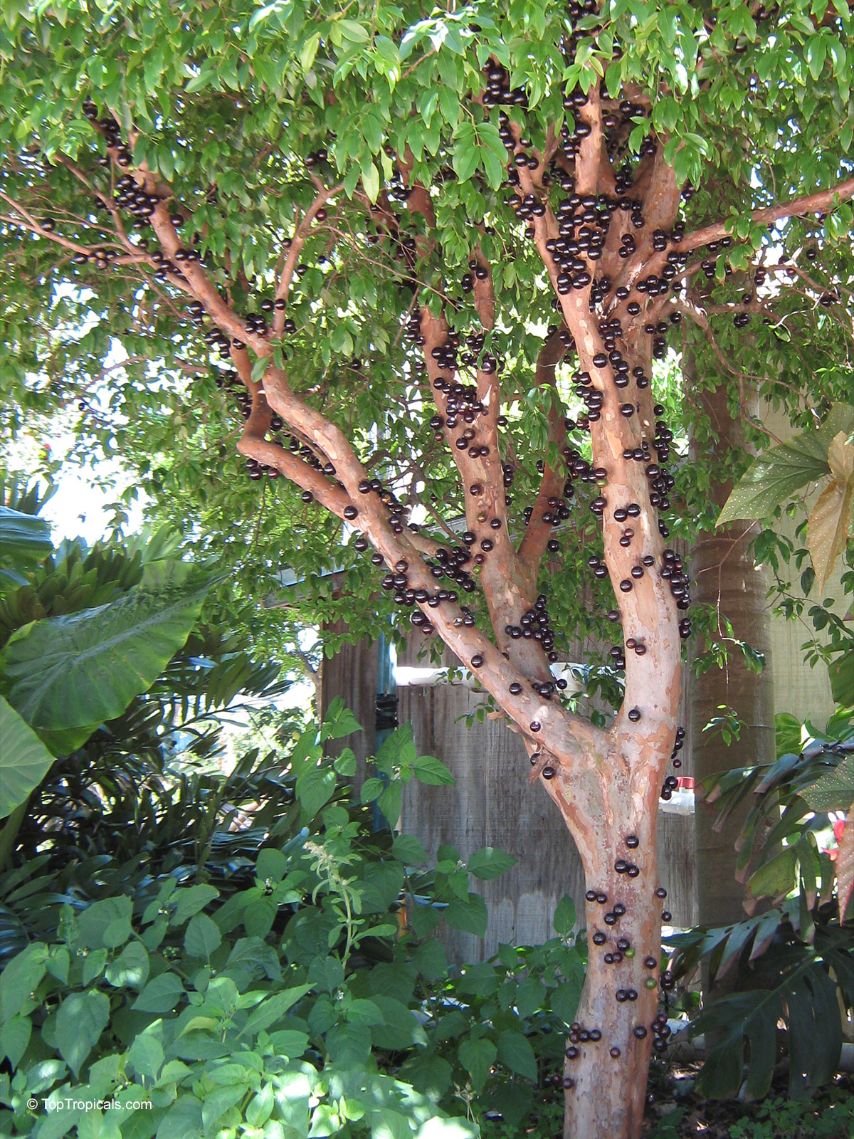 Myrciaria cauliflora, Plinia cauliflora, Eugenia cauliflora, Jaboticaba, Duhat Myrciaria cauliflora, Plinia cauliflora, Eugenia cauliflora, Jaboticaba, Duhat