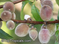 Prunus persica, Amygdalus persica, Peach
