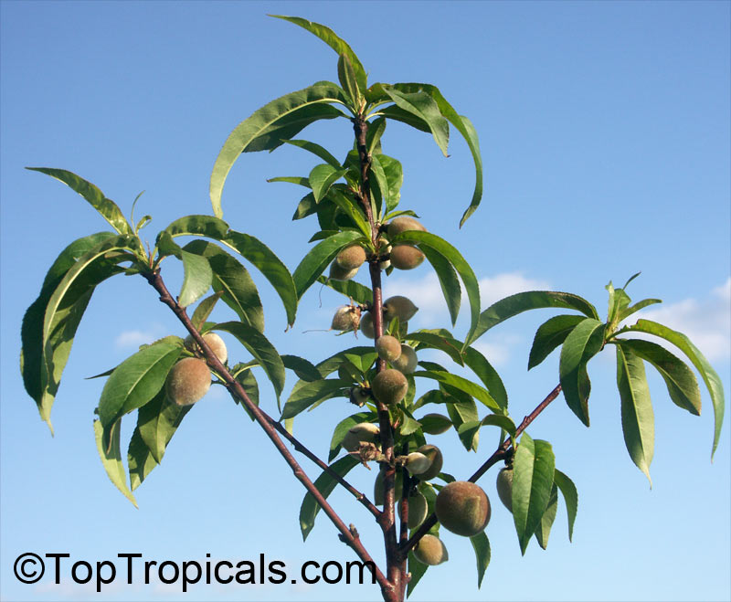 Prunus persica, Amygdalus persica, Peach