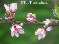 Prunus persica, Amygdalus persica, Peach
