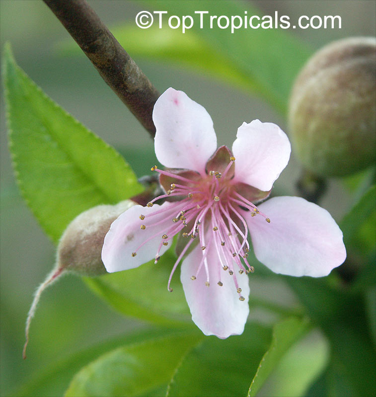 Prunus persica, Amygdalus persica, Peach