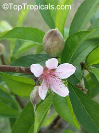 Prunus persica, Amygdalus persica, Peach