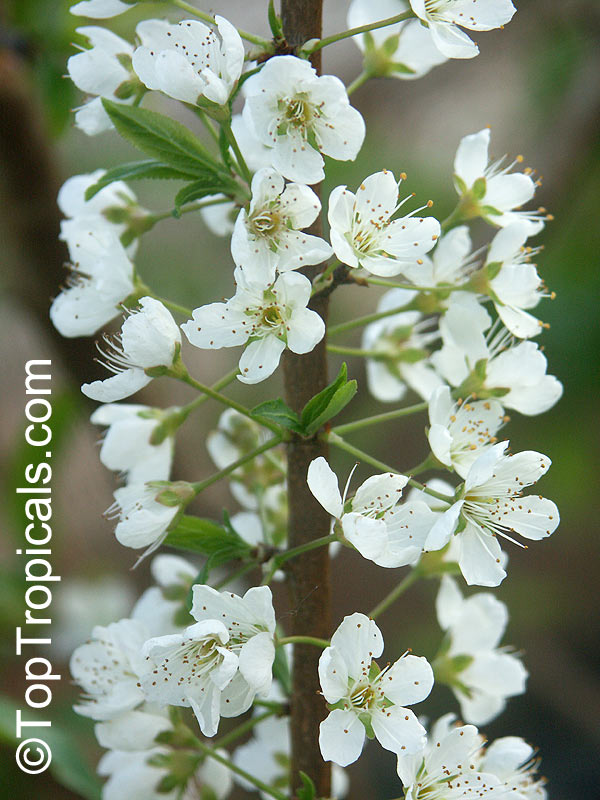 Prunus x domestica, Plum