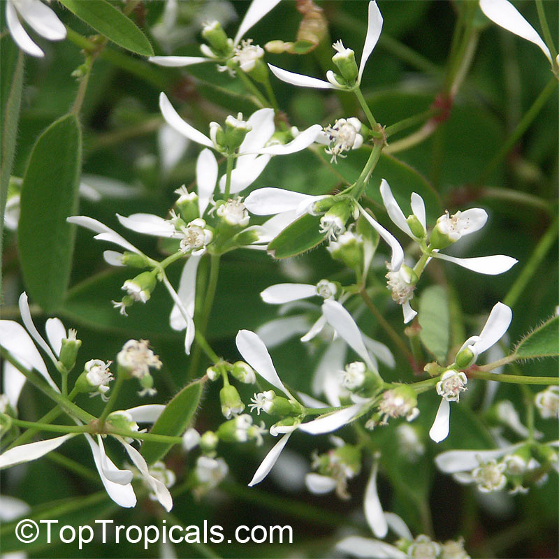 Euphorbia hypericifolia Inneuphdia, Diamond Frost, Stardust White Sparkle