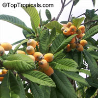 Eriobotrya japonica - Loquat Italy, grafted

Click to see full-size image
