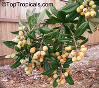 Eriobotrya japonica - Loquat Bradenton, grafted

Click to see full-size image