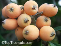 Eriobotrya japonica - Loquat Oliver, grafted

Click to see full-size image