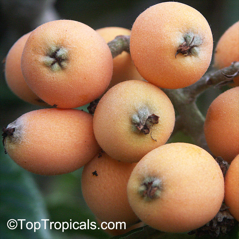 Golden Loquat, Eriobotrya japonica fruit