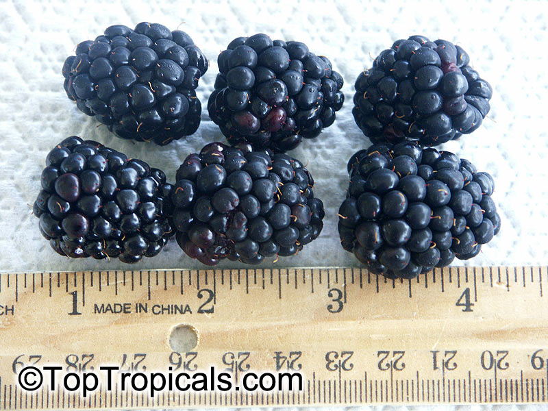 Rubus hybrid, Brazos Blackberry, Black Raspberry