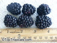 Rubus hybrid, Brazos Blackberry, Black Raspberry

Click to see full-size image
